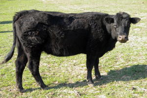 Saler Cattle